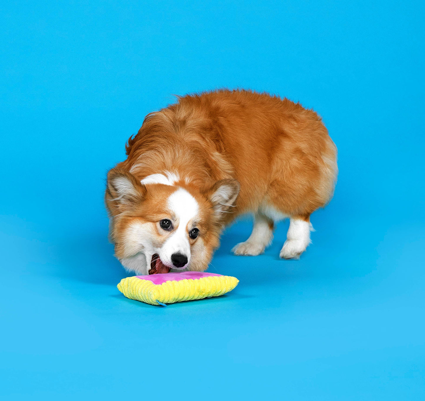 BARK Toaster Plush Dog Toy