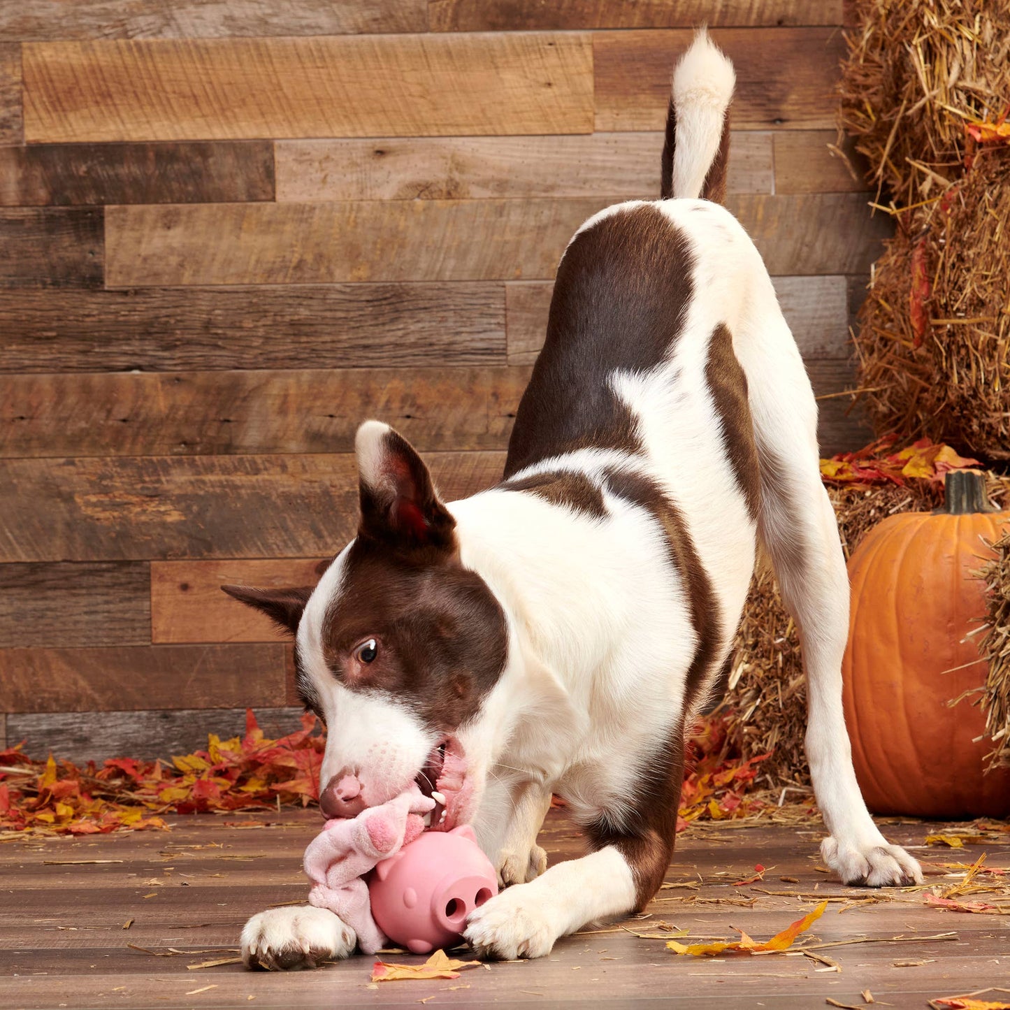 BARK Hambone Pig Super Chewer Toy